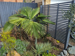 Grey Painted Fencing